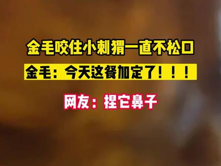 金毛咬住小刺猬一直不松口,金毛:今天这餐加定了!!!网友:捏它鼻子(来源:@咖喱的毛豆🐶🐱 )