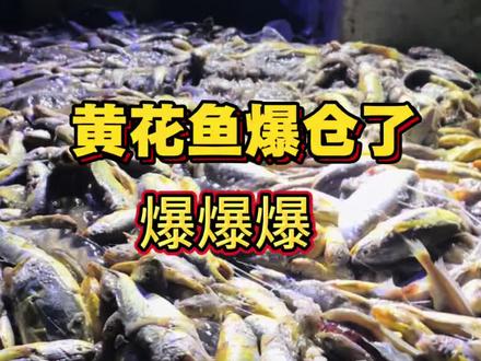 出海捞金,这回终于轮到我了。#抖音新农人 #出海捕鱼 #渔民生活实拍 #赶海 #黄花鱼