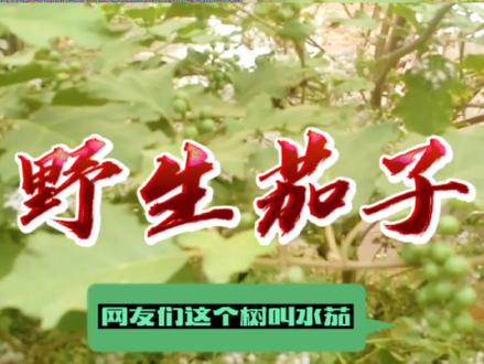 网友们这个树叫水茄,也叫野生茄子,也就是嫁接茄子的砧木
