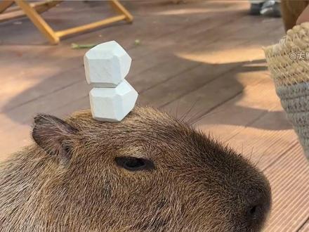 卡皮巴拉,无忧无虑没烦恼 #动物解说 #动物世界 #一代人又一代人的动物世界 #卡皮巴拉 #水豚