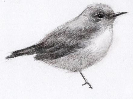 素描小鸟教程#素描 #素描绘画教学 #素描基础绘画教程