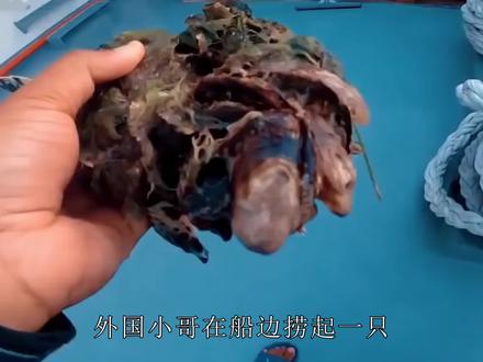 救援小哥帮小海龟清理藤壶,覆盖面积超海龟本身,全程看完很酸爽 #藤壶 #鹅颈藤壶 #清理藤壶