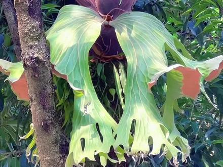 街道上的鹿角蕨长新叶了,并且很多它的孢子粉在围墙上 树上都发芽了……#蝴蝶鹿角蕨 #瓦氏鹿角蕨 #鹿角蕨 #人与自然和谐共处 #石斛兰