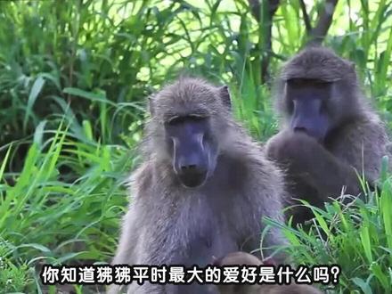 爱好梳毛的狒狒#动物世界 #科普 #纪录片