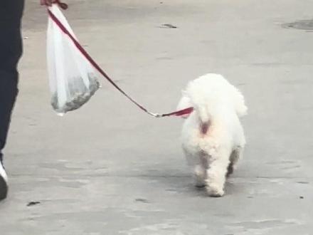 这个小狗应该没有烦恼吧 快乐小🐶#小狗的快乐#热点 #宠物
