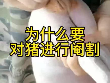 猪为什么要阉割,有知道的吗#育肥猪 #养殖人加油 #养殖 #养猪 @抖音小助手