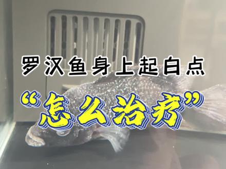 鱼儿身上起白点怎么治疗?#水族 #养鱼日记 #观赏鱼交叉感染 #开缸
