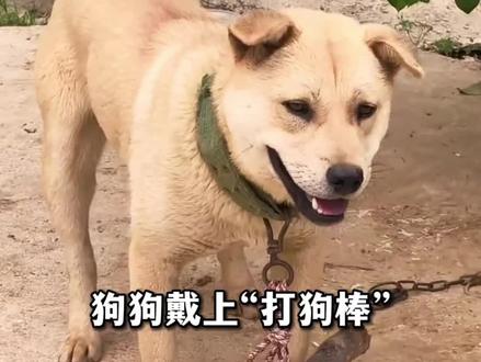 一夜之间,全网狗子都领到了自己的“打狗棒”#狗狗限速器 #狗追人 #万万没想到 #搞笑