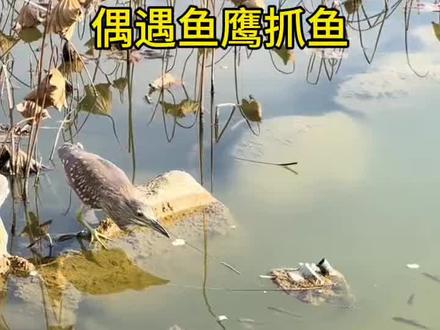偶遇鱼鹰抓鱼 #水塘中的生物 #动物的迷惑行为 #鱼塘随拍 #猎手