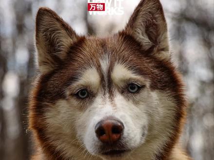 狗是如何被驯化的?我们又如何区分狼和狗呢?#科普一下 #狗狗#万物杂志 #科学脑洞上分赛