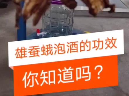 雄蚕蛾泡酒的功效、你知道吗?