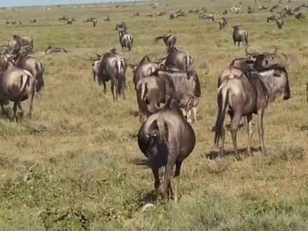 生存太不易,角马妈妈为了躲避天敌边走边生产,母爱真是太伟大了