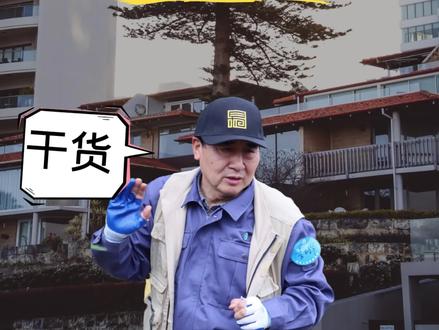 修剪松树技巧:跟清华大学李树华教授 学习如何修剪松树#松树 #黑松