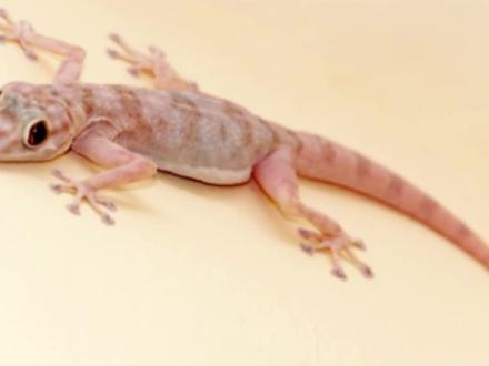 壁虎为什么能够飞檐走壁?#壁虎