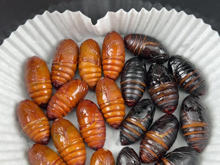 空气炸锅炸东北特产美食新鲜大蚕蛹。#蚕蛹 #美食vlog #在家做美食 #人间美味 #美食教程