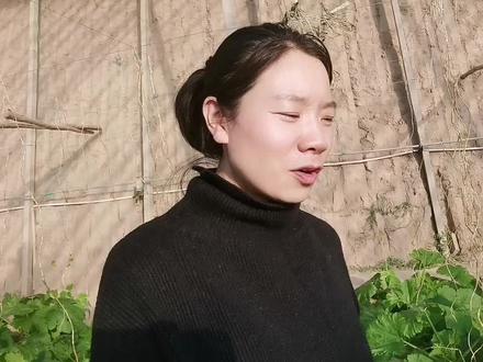 如何区分西葫芦雄花和雌花?如何进行人工授粉,提高坐果率? #农业种植 #三农 #新农人