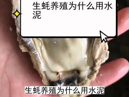 生蚝养殖为什么用水泥