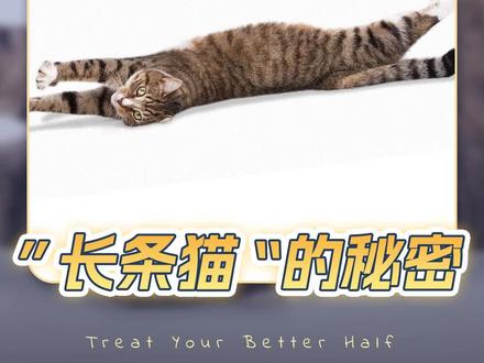 #猫咪 ”长条猫“的秘密!#猫咪的迷惑行为