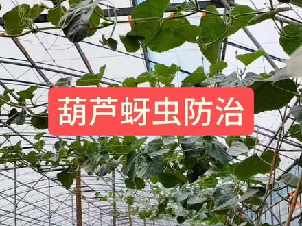 葫芦蚜虫防治方法#农业种植 #抖音助农 #葫芦