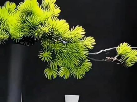 贝汉美禅意玄关装饰摆件迎客松花瓶入户壁龛家居装饰品艺术高级感#家居软装搭配 #装饰摆件 #玄关装饰 #家居装饰 #客厅搭配