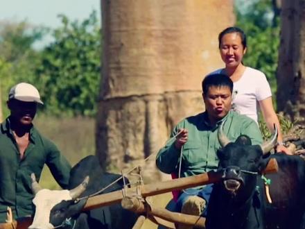 天上不会掉馅饼,树上却会长面包~