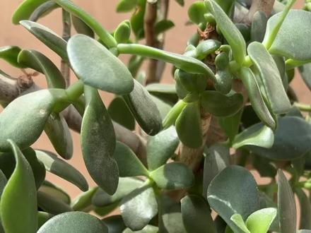 造成玉树枝条软趴趴的2个主要原因