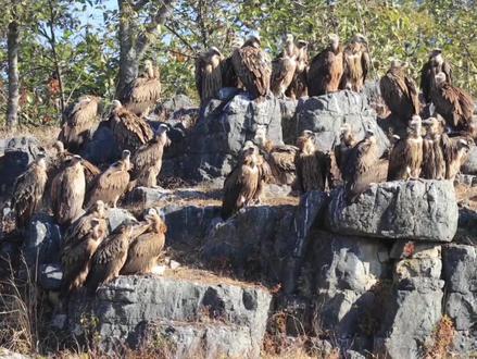 我就是“座山雕”!#云南保山 #新闻 #高山兀鹫