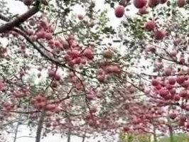 一分钟带您了解政府财政收支#财经 #商业思维 #投资 #经济 #干货分享