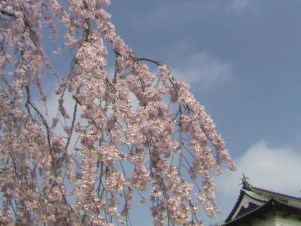 换个角度赏樱--青森弘前公园