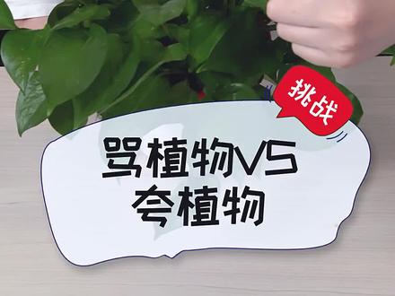 原来植物也有感情的,竟然会被骂枯! #植物 #这个视频有点料