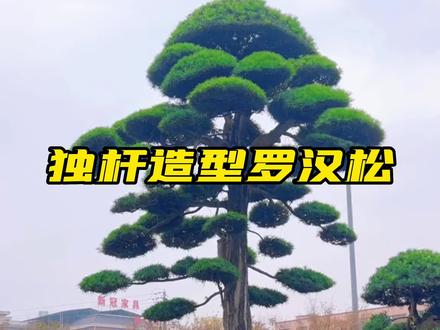 独杆造型罗汉松 #庭院罗汉松 #罗汉松大树 #造型罗汉松 #罗汉松基地 #精品罗汉松