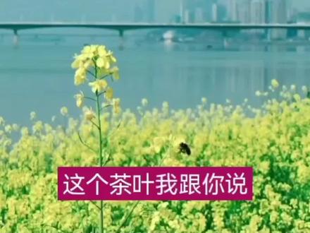 理想华莱 28000 黑茶#传销#传销骗局 #传销模式#传销套路#谨防上当受骗