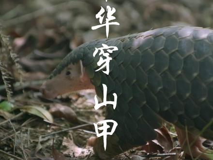 每天带你认识一种野生动物 #中华穿山甲为 国家一级保护动物,IUCN 评级 “极危”,身披黑 / 棕色鳞片的哺乳动物。头体长 40-90 厘米,尾长 25-35 厘米,体重 2-7 千克,无齿,靠长舌粘食蚂蚁、白蚁。夜行性穴居,挖洞技术高超(分夏洞、冬洞),每年 1 胎仅 1 崽。曾广泛分布于中国长江以南及东南亚,现因盗猎、栖息地破坏濒危。