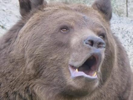 这些动物你兄弟打得过吗 #科普 #动物 #猛兽