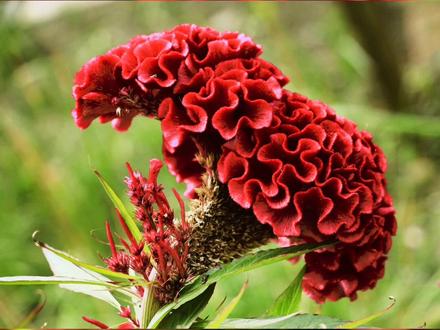 第2集Ⅰ鸡冠花种植讲解#临沧 #三农 #农业种植 #农业