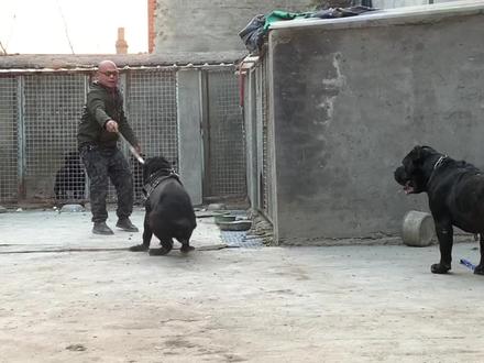 闪电挑衅狗王陷入疯狂,主人紧急拉入笼中避险,闪电还是太年轻 #猛犬 #护卫犬 #工作犬 #狗是人类最忠诚的朋友 #加纳利犬 #黑色加纳利犬 #普雷萨加纳利犬