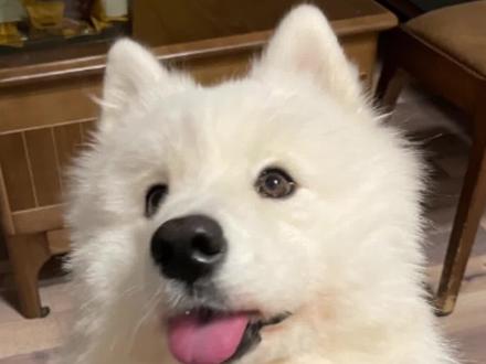 狗狗突然特别粘人怎么回事