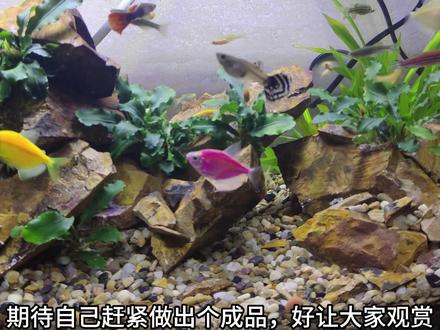 自学Java一个月,感觉so easy,也不你们说的很难呀!
(JavaSe, mysql,mybatis)#java #程序员 #计算机 #编程 #软件开发