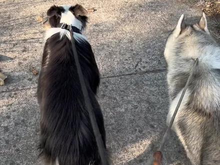 这是原版的牧哈兄弟,感谢大家的关注和喜爱!
#狗狗 #哈士奇 #边境牧羊犬 #边牧 #二哈