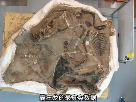 2026年最新最权威研究结果,陆地霸主霸王龙数据再次更新 #史前巨兽 #远古生物 #科普