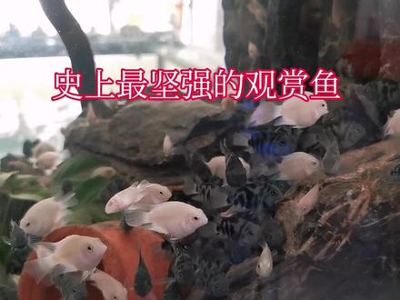 一条顽强的迷你鹦鹉小鱼失去双眼还存活几个月,致敬坚强的小生命 #养鱼日记 #观赏鱼 #水族 #养鱼 #奇妙的动物 #迷你鹦鹉