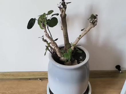 福禄桐的重剪及养护#养花 #福禄桐