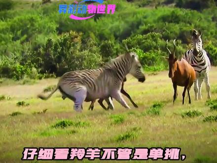 斑马到底有多贱,斑马袭击刚出生的羚羊,要治它们估计只有狮子。#斑马#羚羊#动物世界 #爱护大自然保护野生动物