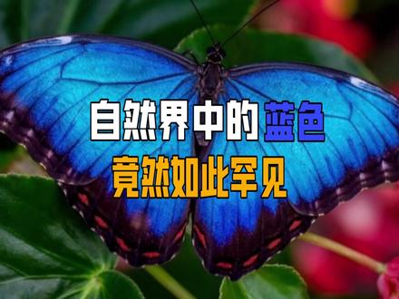 自然界中的蓝色竟然如此罕见