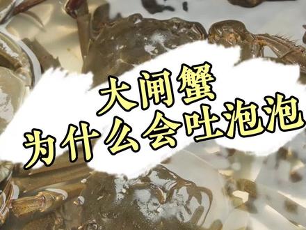 你知道螃蟹为什么会吐泡泡吗?##秋后的大闸蟹顶盖肥 #阳澄湖大闸蟹 #涨知识
