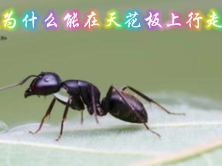 苍蝇与蚂蚁,为什么能在天花板上行走,而不会掉下来呢?