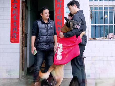 巴图思念女主人偷偷哭泣,它内心深处最真挚的情感流露…#东芝玉兔 #东芝洗烘套装 #东芝洗衣机