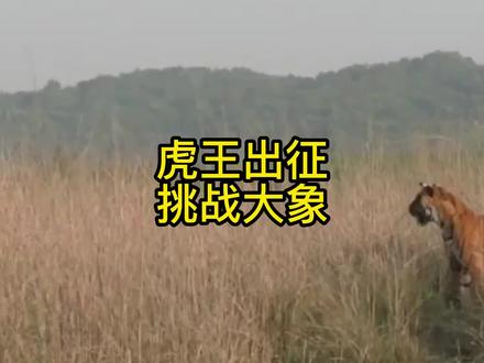 老虎居然对大象发起了进攻,它能不能成功拿下大象。#动物世界 #奇异动物召集令 #爱护大自然保护野生动物 #神奇动物在抖音 #野生动物零距离