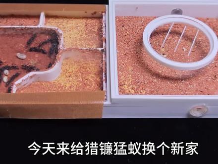 给猎镰猛蚁换新家#蚂蚁 #昆虫 #异宠 #猎镰猛蚁