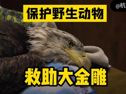 动物爱心救助站: 救助大金雕,重回大自然! #奇妙的动物 #爱护小动物 #人与自然和谐共处 #动物保护 #鸟类 #动物救助 #救助野生动物